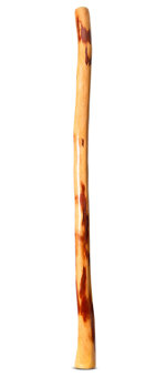 Gloss Finish Bloodwood Didgeridoo (TW1526)